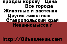 продам корову › Цена ­ 70 000 - Все города Животные и растения » Другие животные   . Ставропольский край,Невинномысск г.